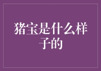 猪宝是什么样子的？带你领略可爱怪兽的魅力