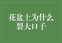 花盆土壤裂口：植物健康的无声警报